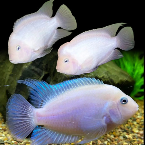 Pesce acquario ciclide - pesce,