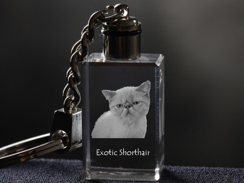 Esotici kurzhaarkatze gatto - esotici,