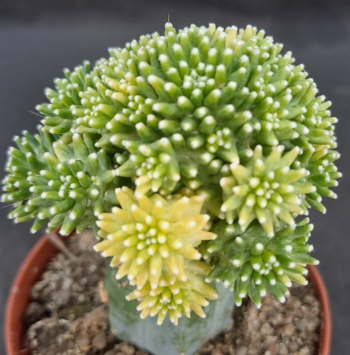 Mammillaria painterii - , f