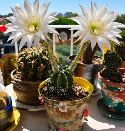 Echinopsis cactus accestita - echinopsis, ,accestita