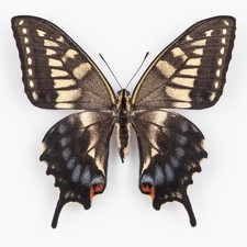 Papilio Machaon Ippocrate
