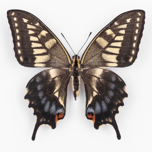 Papilio machaon ippocrate - machaon,