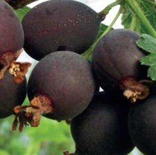 Ribes uva spina Josta 2L - Un