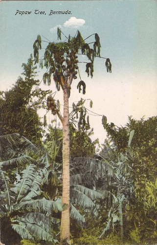 Bermuda albero di papà - albero,
