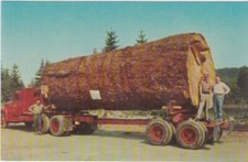 Giant Fir Log, Washington