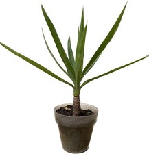 Yucca elephantipes tronchetto felicita' pianta interno esterno vaso 15  h40 cm