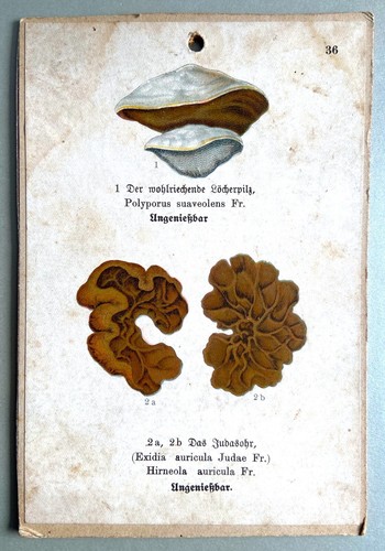 Vecchio litografia lavagna - litografia,