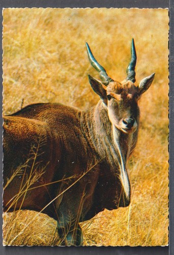 92314 cartolina antilope - cartolina,