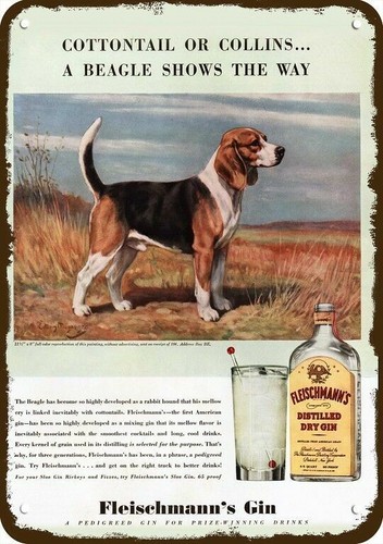 1940 beagle dog - beagle,