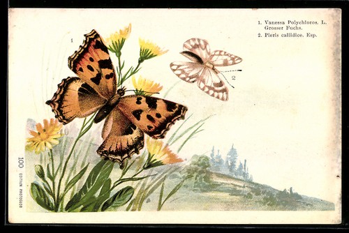 Cartolina artistica farfalle - cartolina,