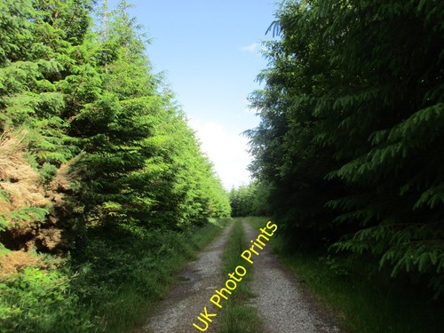 Photo 6x4 woodland ride - 6x4,