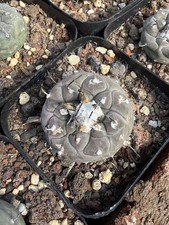 Turbinicarpus jaunigii rara