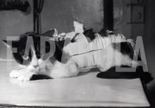 Foto Vintage Animali Domestici