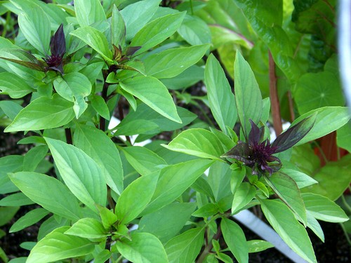 130 semi basilico anice - di,