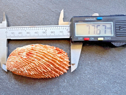 Haliotis elegans - , 77,61