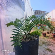 Dia 5 cm raro cactus