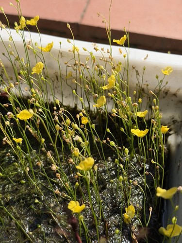 Pianta carnivora utricularia - pianta,