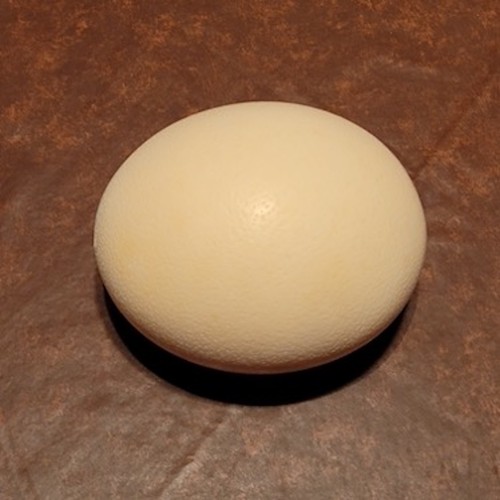 Genuine ostrich egg shell - ostrich,