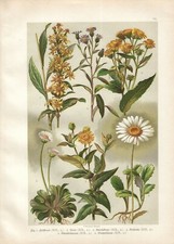 Stampa antica botanica