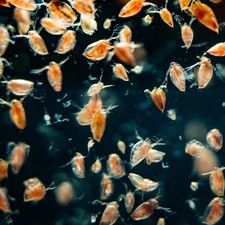 Uova di Daphnia 0,5 ml 🔥