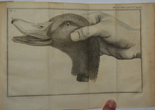 ACCADEMIA DELLE SCIENZE - fig.  1756 - astronomia - ANATOMIA UCCELLI - 18 TAVOLE