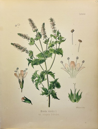 Mentha viridis var - , crispata