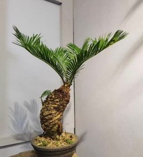 Cycas revoluta Thunb Giappone