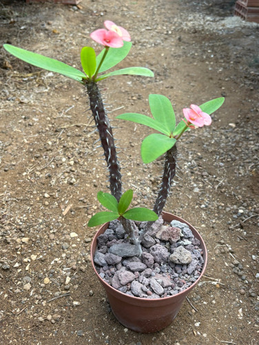 Euphorbia milii - fiore, rosa)