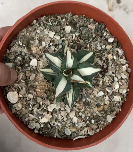 Vendita raro cactus agave - vendita,