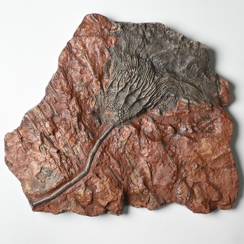 Crinoide fossile