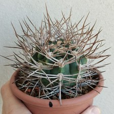 Gymnocalycium Mazanense Ferox Superspina Vaso 13