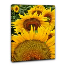 Niik Quadro campo di girasoli