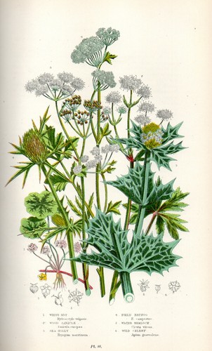 Stampa botanica antica 1899 - stampa,