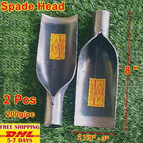 Thai vanga testa pala - testa,