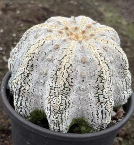 Astrophytum asterias - 13, cm