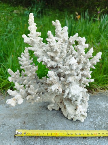 Coralli naturali per - , acquario