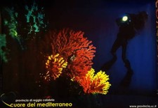 Poster Gorgonie rosse fondali Costa Viola Reggio Calabria foto Antonino sub mare