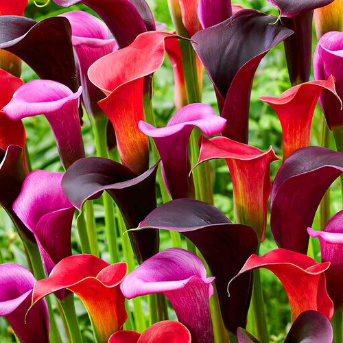 Bulbi calla resistenti - di,