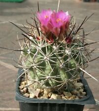 Sclerocactus glaucus SB 1740 -