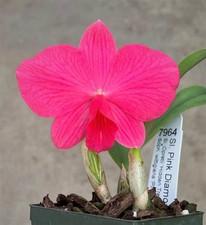 Sl. Miniatura orchidea
