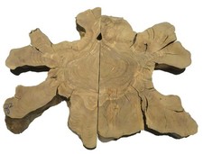 Legno radica di - radica, ulivo
