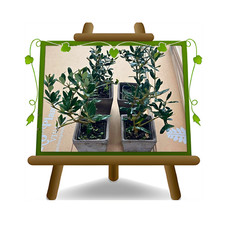 EURO PLANTS VIVAI Olivo da