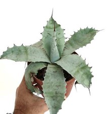 Agave cerulata X Agave