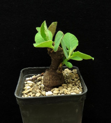 Monadenium