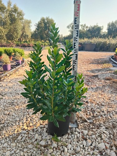 Arbutus unedo - arbutus,