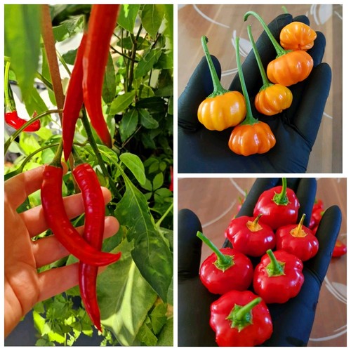 Set peperoncino varietà - 3,