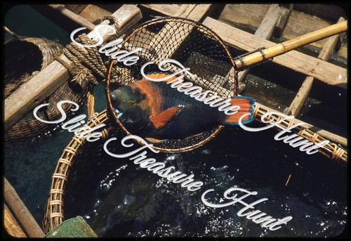 Pappagallo pesce asia pesca - pappagallo,