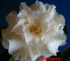 Rosa del deserto Adenium