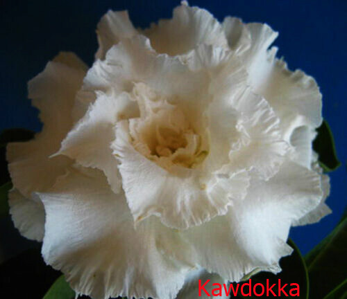 Rosa del deserto adenium - rosa,