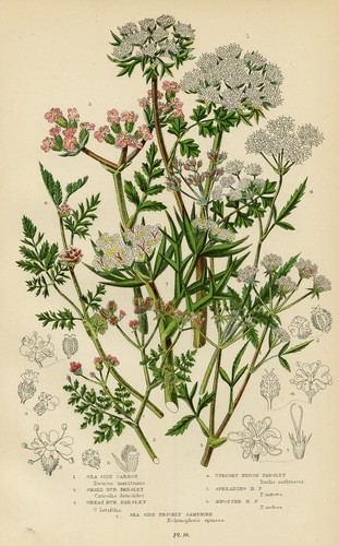 Stampa botanica antica 1899 - stampa,